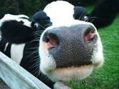cow.png