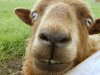 goat.jpg