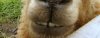 teeth.jpg