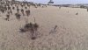 Grasstree and hillface.jpg