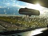 BugWindshield.jpg