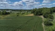 Cornfield.jpg