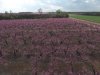 peach trees SC.jpg