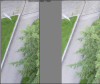 Capture.PNG