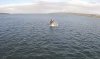 20141011_Whale.jpg