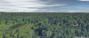 tree.png