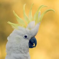 dodgybob