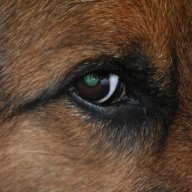 R-dog