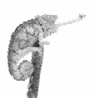 Chameleon99