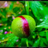 dgibbphoto