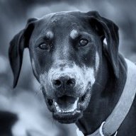 Yogi123