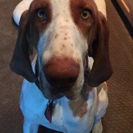 Braccodog