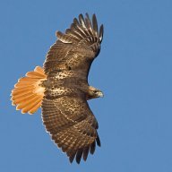 Red Hawk 1