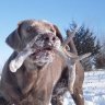 CaveInn Labradors