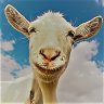 Old Goat