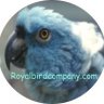 RoyalBird