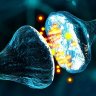 Synapse