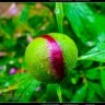 dgibbphoto