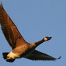 EyesofCanadaGoose