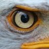 eagleseye