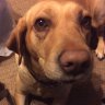 RiverHound