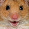 mistertentpole