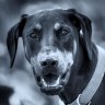 Yogi123