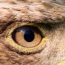 Hawk-eye