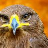Hawkeyes
