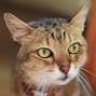MenaceCat