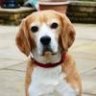 Beagler