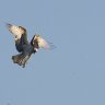 Free_bird