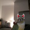Hawks