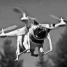 DroneDog