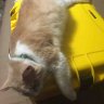 Fatcat1