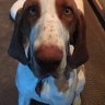 Braccodog
