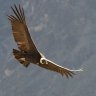 Condor1
