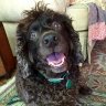 Cajundog1