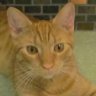 AmazingRedKitty