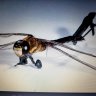 Mosquito