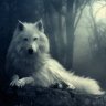 White Wolf