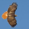 Red Hawk 1
