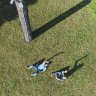 opsciboy