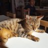 Blindbengal