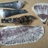 Ornikit