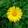 Lannis