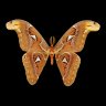 butterflyslicer