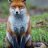 Greyfox51