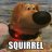 Squirrel!