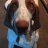 Braccodog